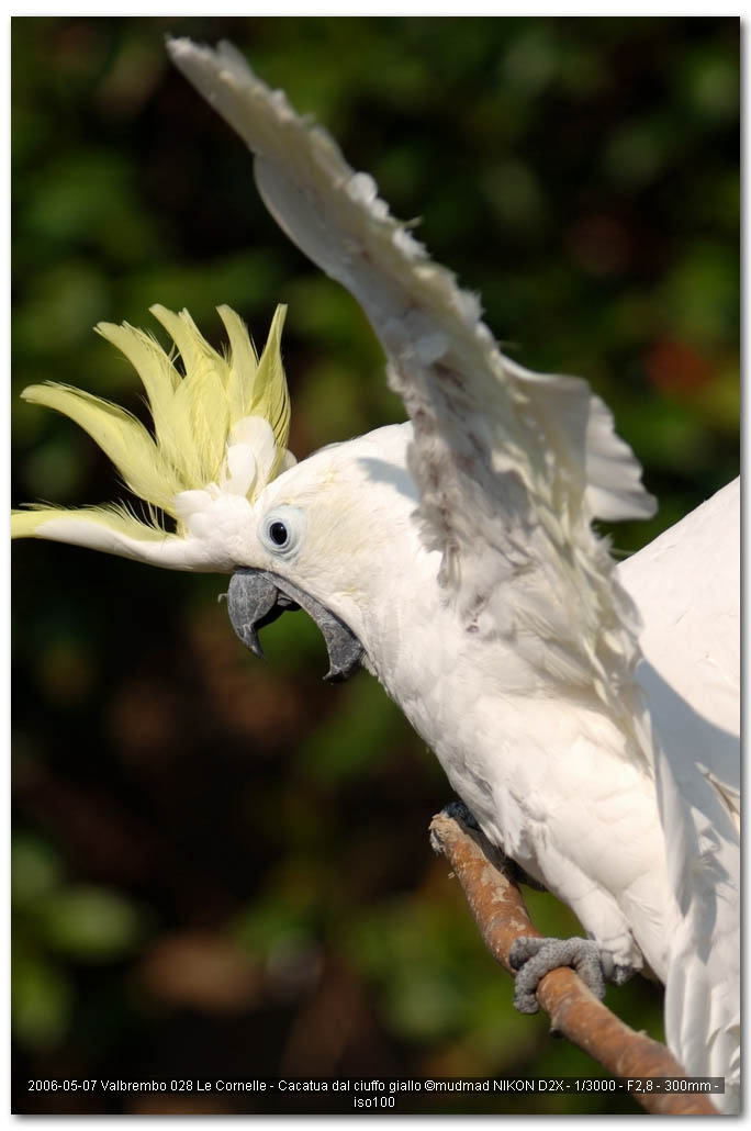Uccelli arruffati